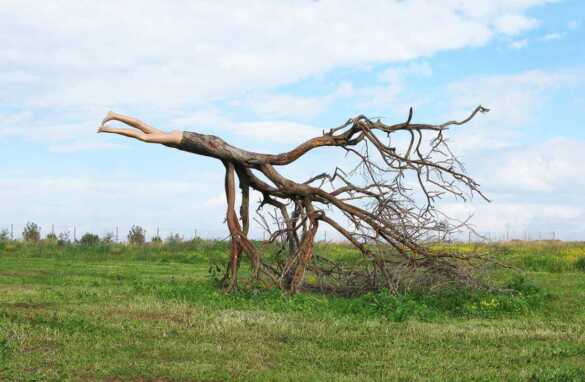 Time to Displace. 2009. Tree, mannequin 250x400x230 cm. GreenGallery, Israel Tanya Preminger © All rights reserved.