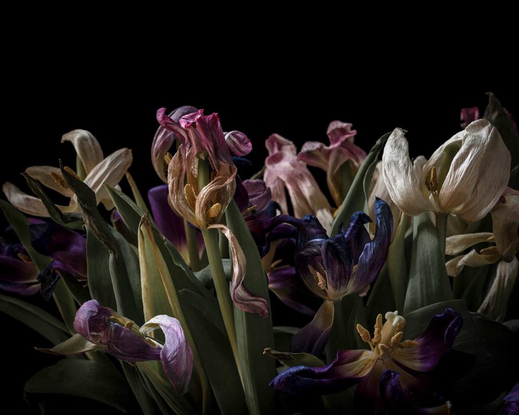 
Disco Tulips, 2019
40 x 50 cm. Giclée Print
Mieke Douglas © All rights reserved.