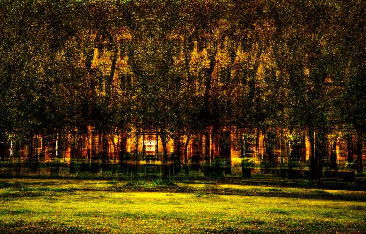 Tree Lines. 2024
Fine Art Photography. 
Eszter Turbéky © 
All rights reserved. 